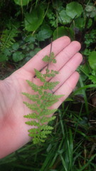 Asplenium billotii