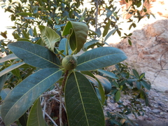 Ficus insipida
