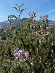 Solanum lanceolatum