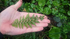 Asplenium billotii
