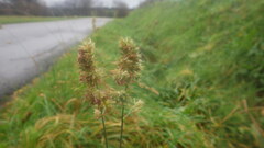 Dactylis glomerata glomerata
