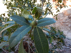 Ficus insipida
