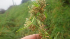 Dactylis glomerata glomerata