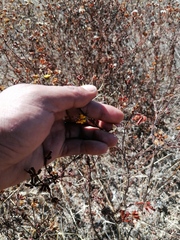 Dyssodia tagetiflora
