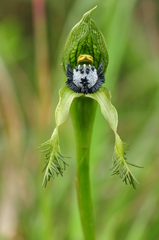 Bipinnula montana