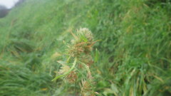 Dactylis glomerata glomerata