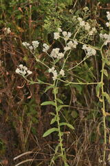 Pseudognaphalium chartaceum