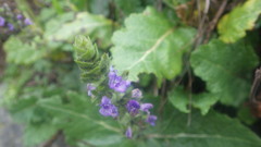 Salvia verbenaca