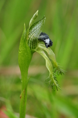 Bipinnula montana