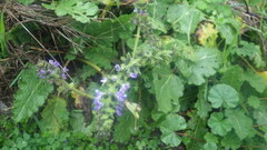 Salvia verbenaca
