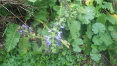 Salvia verbenaca