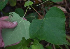 Macaranga involucrata