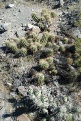 Trichocereus candicans