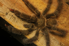 Tapinauchenius plumipes