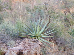 Agave chrysoglossa