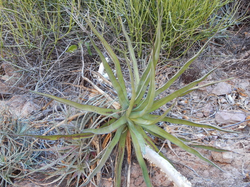 Agave chrysoglossa