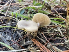 Clitocybe fragrans