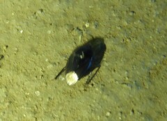 Macroscytus brunneus