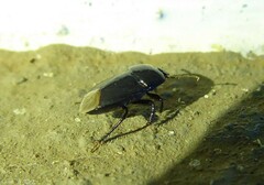 Macroscytus brunneus