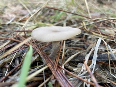 Clitocybe fragrans