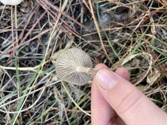Clitocybe fragrans