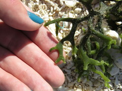 Codium edule