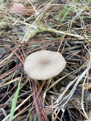 Clitocybe fragrans