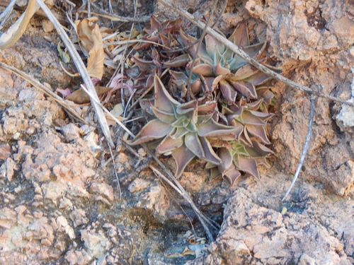 Image of Graptopetalum rusbyi by (c) Norma Piedra, some rights reserved (CC BY)