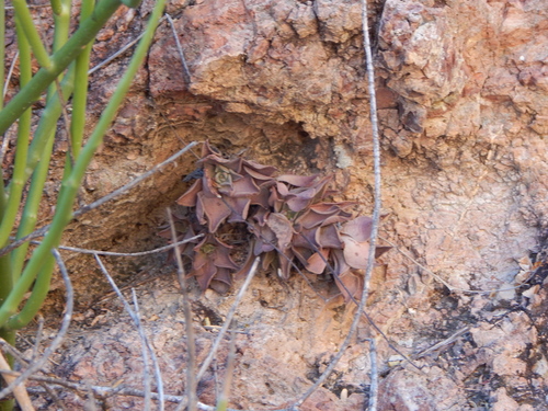Graptopetalum rusbyi