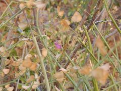 Dicliptera resupinata