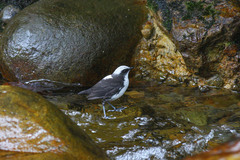Cinclus leucocephalus