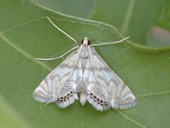 Neocataclysta magnificalis