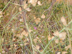 Dicliptera resupinata
