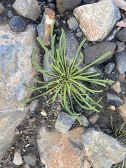 Calandrinia menziesii