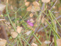 Dicliptera resupinata