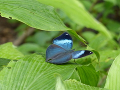 Kallima horsfieldii