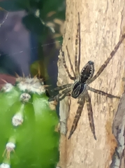 Aglaoctenus lagotis