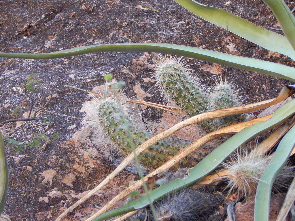 Echinocereus llanurensis, Guaymas, Son., México