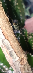 Aglaoctenus lagotis