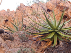 Agave chrysoglossa