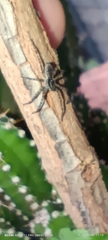 Aglaoctenus lagotis