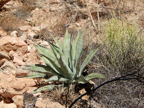 Image of Agave colorata by (c) Norma Piedra, some rights reserved (CC BY)