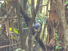 Leucosarcia melanoleuca