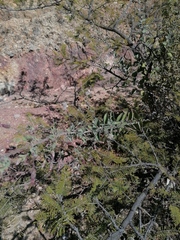 Malacomeles denticulata