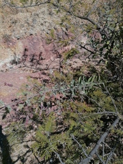 Malacomeles denticulata