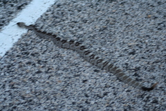 Crotalus ornatus