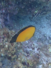 Chaetodon melapterus