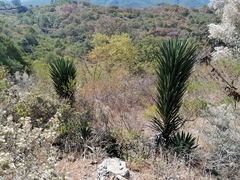 Agave karwinskii
