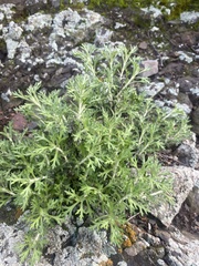 Eriophyllum confertiflorum