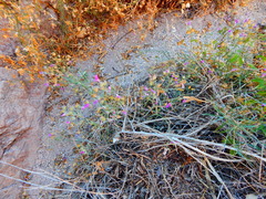 Dicliptera resupinata